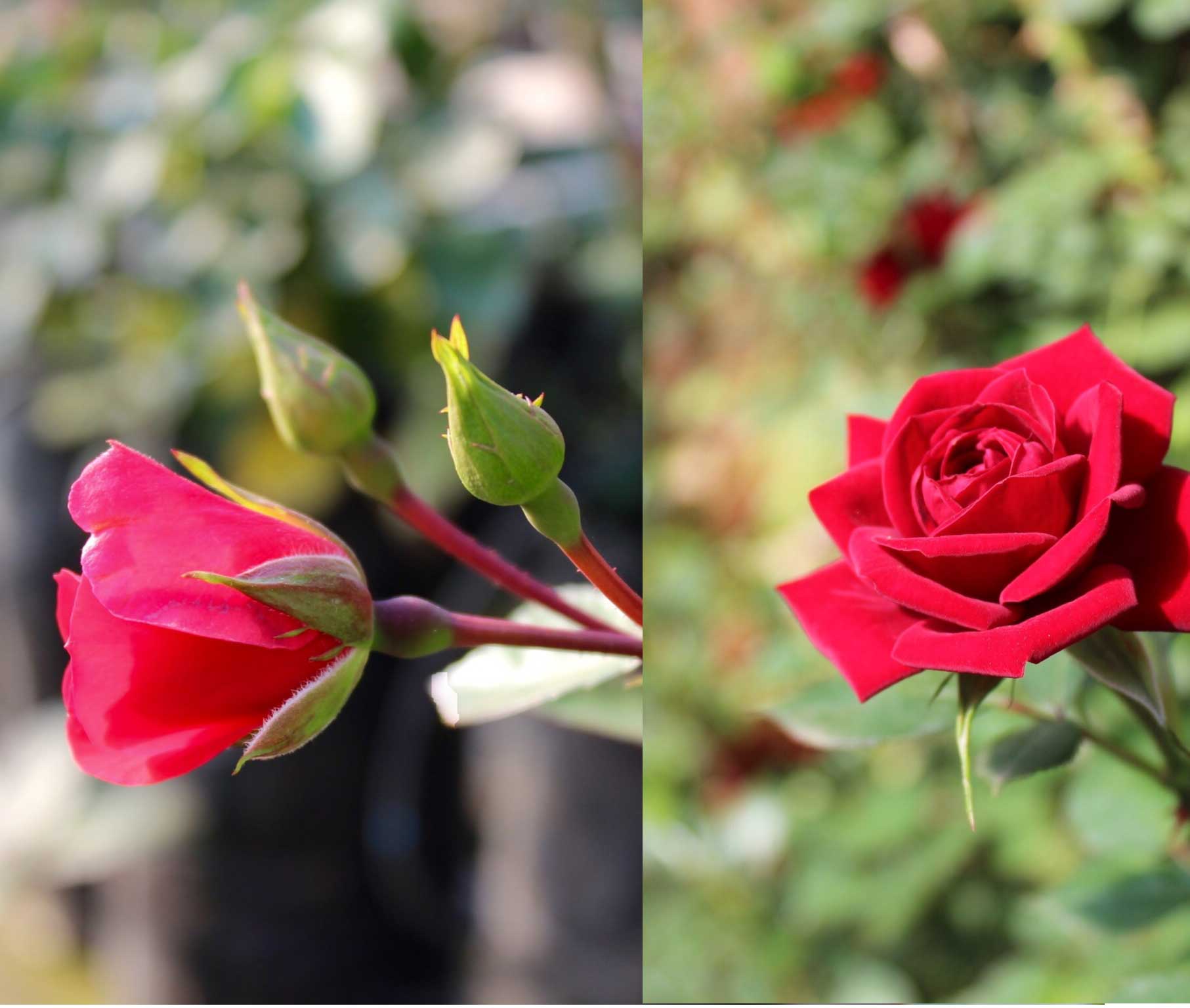 ROSAS COSTA RICA